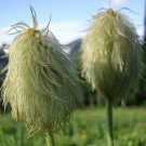 Anemone Occidentalis Western Anemone Western Pasqueflower 10 Seeds Fast Growing