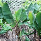 Musa Acuminata Dwarf Banana Cavendish 10 Seeds Fast Growing Musa Acuminata Dwarf Banana Cavendish 10 Seeds Fast Growing
