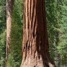 Sequoiadendron Giganteum Giant Sequoia 25 Seeds Fast Growing Sequoiadendron Giganteum Giant Sequoia 25 Seeds Fast Growing