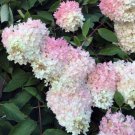 Hydrangea Paniculata Grandiflora Pee Gee Hydrangea 100 Seeds Fast Growing Hydrangea Paniculata Grandiflora Pee Gee Hydrangea 100 Seeds Fast Growing
