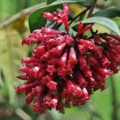 Cestrum Elegans Bastard Jasmine Red Cestrum 10 Seeds Fast Growing Cestrum Elegans Bastard Jasmine Red Cestrum 10 Seeds Fast Growing