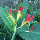 Canna Speciosa Wild Canna Lily Red And Yellow Canna 10 Seeds Fast Growing Canna Speciosa Wild Canna Lily Red And Yellow Canna 10 Seeds Fast Growing