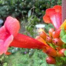 Campsis Radicans Flamenco Hummingbird Vine Trumpet Creeper 20 Seeds Fast Growing Campsis Radicans Flamenco Hummingbird Vine Trumpet Creeper 20 Seeds Fast Growing