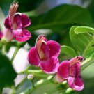 Vitex Lucens Puriri New Zealand Chaste Tree Rare 10 Seeds Fast Growing