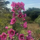 Malva Assurgentiflora Island Mallow Royal Mallow Mission Mallow 50 Seeds Fast Growing