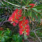 Callistemon Rigidus Stiff Or Erect Bottlebrush 300 Seeds Fast Growing Callistemon Rigidus Stiff Or Erect Bottlebrush 300 Seeds Fast Growing