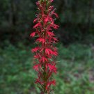 Lobelia Cardinalis Cardinal Flower Queen Victoria 150 Seeds Fast Growing Lobelia Cardinalis Cardinal Flower Queen Victoria 150 Seeds Fast Growing