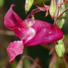 Impatiens Glandulifera Himalayan Balsam Wine Red 10 Seeds Fast Growing