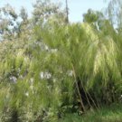 50 Bamboo Seeds Privacy Plant Garden Clumping Shade Screen Mexican Weeping Fast Growing 50 Bamboo Seeds Privacy Plant Garden Clumping Shade Screen Mexican Weeping Fast Growing