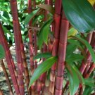 50 Red Stem Bamboo Seeds Privacy Plant Garden Clumping Shade Screen Fast Growing 50 Red Stem Bamboo Seeds Privacy Plant Garden Clumping Shade Screen Fast Growing