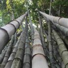 50 Huge Dragon Bamboo Seeds Privacy Plant Garden Clumping Shade Screen Fast Growing 50 Huge Dragon Bamboo Seeds Privacy Plant Garden Clumping Shade Screen Fast Growing