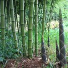 50 Solid Stem Bamboo Seeds Privacy Plant Garden Clumping Shade Screen Fast Growing 50 Solid Stem Bamboo Seeds Privacy Plant Garden Clumping Shade Screen Fast Growing