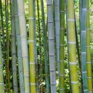 50 Phylostachs Edulis Bamboo Seeds Privacy Plant Garden Clumping Shade Screen Fast Growing 50 Phylostachs Edulis Bamboo Seeds Privacy Plant Garden Clumping Shade Screen Fast Growing