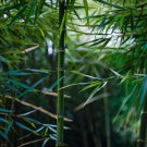 50 Bamboo Seeds Privacy Plant Garden Clumping Shade Screen Square Stem Fast Growing 50 Bamboo Seeds Privacy Plant Garden Clumping Shade Screen Square Stem Fast Growing