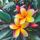 5 Light Pink Yellow Plumeria Seeds Plants Flower Lei Hawaiian Perennial Bloom Fast Growing 5 Light Pink Yellow Plumeria Seeds Plants Flower Lei Hawaiian Perennial Bloom Fast Growing