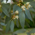50 Peppermint Eucalyptus Seeds Tree Flower Perennial Flowers Seeds Fast Growing 50 Peppermint Eucalyptus Seeds Tree Flower Perennial Flowers Seeds Fast Growing