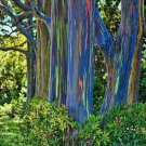 50 Rainbow Eucalyptus Seeds Tree Flower Perennial Flowers Seeds Fast Growing