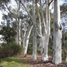 50 Red Spotted Eucalyptus Seeds Tree Flower Perennial Flowers Seeds Fast Growing 50 Red Spotted Eucalyptus Seeds Tree Flower Perennial Flowers Seeds Fast Growing