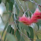 50 Silver Princess Gum Eucalyptus Seeds Tree Flower Perennial Flowers Seeds Fast Growing 50 Silver Princess Gum Eucalyptus Seeds Tree Flower Perennial Flowers Seeds Fast Growing