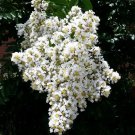 20 White Cape Myrtle Seeds Tree Flower Perennial Flowers Seeds Fast Growing 20 White Cape Myrtle Seeds Tree Flower Perennial Flowers Seeds Fast Growing