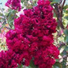 20 Dynamite Cape Myrtle Seeds Tree Flower Perennial Flowers Seeds Fast Growing 20 Dynamite Cape Myrtle Seeds Tree Flower Perennial Flowers Seeds Fast Growing