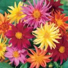 25 Cactus Mix Dahlia Seeds Flower Perennial Flowers Seeds Flowering Fast Growing 25 Cactus Mix Dahlia Seeds Flower Perennial Flowers Seeds Flowering Fast Growing