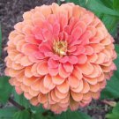 25 Salmon Rose Dahlia Perennial Flowers Seeds Flowering Bloom Fast Growing 25 Salmon Rose Dahlia Perennial Flowers Seeds Flowering Bloom Fast Growing