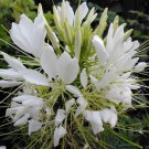 100 White Queen Spider Seeds Clome Spinosa Perennial 1202 Flower Bee Fast Growing