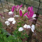 100 White Pink Spider Seeds Clome Spinosa Perennial 1199 Flower Bee Fast Growing