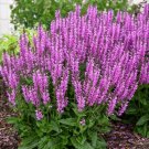 50 Back To The Fuchsia Salvia Seeds Flower Seeds Perennial Flowers Fast Growing 50 Back To The Fuchsia Salvia Seeds Flower Seeds Perennial Flowers Fast Growing
