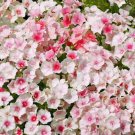 50 Blushing Bride Phlox Seeds Flower Perennial Seeds Flowers 562 Bee Fast Growing 50 Blushing Bride Phlox Seeds Flower Perennial Seeds Flowers 562 Bee Fast Growing