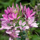 100 Spinosa Spider Seeds Clome Spinosa Perennial 1173 Butterfly Bee Fast Growing 100 Spinosa Spider Seeds Clome Spinosa Perennial 1173 Butterfly Bee Fast Growing