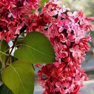 25 Crimson Lilac Seeds Tree Fragrant Flowers Perennial Seeds Flower Fast Growing 25 Crimson Lilac Seeds Tree Fragrant Flowers Perennial Seeds Flower Fast Growing