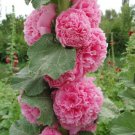 25 Double Cotton Candy Hollyhock Seeds Perennial Flower Seeds Flowers 852 Fast Growing 25 Double Cotton Candy Hollyhock Seeds Perennial Flower Seeds Flowers 852 Fast Growing