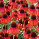 50 Ruby Red Coneflower Seeds Echinacea Perennial Flowers Flower 1382 Fast Growing 50 Ruby Red Coneflower Seeds Echinacea Perennial Flowers Flower 1382 Fast Growing