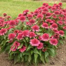 50 Raspberry Beret Coneflower Seeds Echinacea Perennial Flowers Flower 1378 Fast Growing