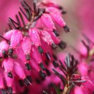 25 Bright Pink Bleeding Heart Seeds Dicentra Spectabilis Shade Flower Garden Fast Growing 25 Bright Pink Bleeding Heart Seeds Dicentra Spectabilis Shade Flower Garden Fast Growing