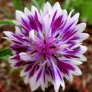 50 Purple Whit Bachelor S Button Seeds Annual Seeds Flower Flowers Garden 611 Fast Growing 50 Purple Whit Bachelor S Button Seeds Annual Seeds Flower Flowers Garden 611 Fast Growing