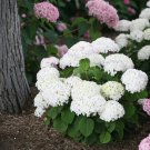 5 Wee White Hydrangea Seeds Perennial Garden Hardy Shrub Flower Bush Seeds 1117 Fast Growing 5 Wee White Hydrangea Seeds Perennial Garden Hardy Shrub Flower Bush Seeds 1117 Fast Growing