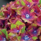 5 Pistachio Hydrangea Seeds Perennial Garden Hardy Shrub Bush Flower Seeds 835 Fast Growing 5 Pistachio Hydrangea Seeds Perennial Garden Hardy Shrub Bush Flower Seeds 835 Fast Growing