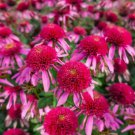 50 Bubble Gum Coneflower Seeds Echinacea Flower Perennial Bloom Flowers Seeds Fast Growing 50 Bubble Gum Coneflower Seeds Echinacea Flower Perennial Bloom Flowers Seeds Fast Growing