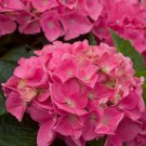 5 Vienna Pink Hydrangea Seeds Perennial Garden Hardy Shrub Bush Flower Seeds Fast Growing 5 Vienna Pink Hydrangea Seeds Perennial Garden Hardy Shrub Bush Flower Seeds Fast Growing