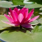 5 Bright Pink Water Lily Seeds Nymphaea Spp Flowering Blooms Hardy Tropical 940 Fast Growing 5 Bright Pink Water Lily Seeds Nymphaea Spp Flowering Blooms Hardy Tropical 940 Fast Growing