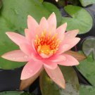 5 Soft Pink Lotus Seeds Nelumbo Nucifera Flowering Blooms Hardy Tropical 932 Fast Growing