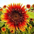 25 Joker Sunflower Seeds Flowers Seeds Flower Perennial Sun Bloom 557 Fast Growing