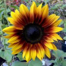 25 Firecracker Sunflower Seeds Flowers Seeds Flower Perennial Sun Bloom 551 Fast Growing