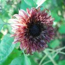25 Double Dandy Sunflower Seeds Flowers Seeds Flower Perennial Sun Bloom 542 Fast Growing 25 Double Dandy Sunflower Seeds Flowers Seeds Flower Perennial Sun Bloom 542 Fast Growing