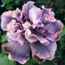 20 Double Gray Purple Seeds Flowers Flower Seeds Perennial Bloom 496 Fast Growing 20 Double Gray Purple Seeds Flowers Flower Seeds Perennial Bloom 496 Fast Growing