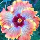 20 Orange Red Hibiscus Seeds Flowers Flower Seeds Perennial Bloom 164 Fast Growing 20 Orange Red Hibiscus Seeds Flowers Flower Seeds Perennial Bloom 164 Fast Growing