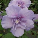 20 Double Light Purple Hibiscus Seeds Flowers Flower Seeds Perennial Bloom 19 Fast Growing 20 Double Light Purple Hibiscus Seeds Flowers Flower Seeds Perennial Bloom 19 Fast Growing